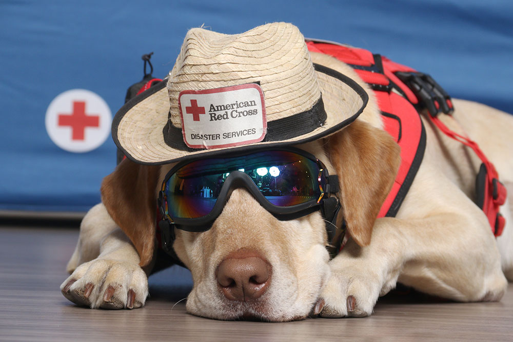 a yellow lab wearing a red cross hat and sunglasses.