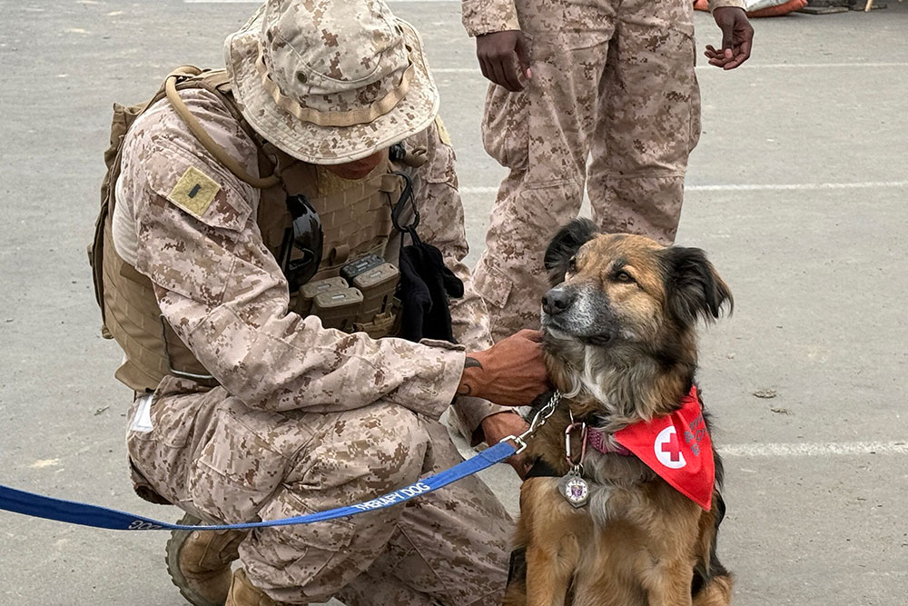 A service member in camouflage gear kneels next to a service dog that's waering a red cross scarf.