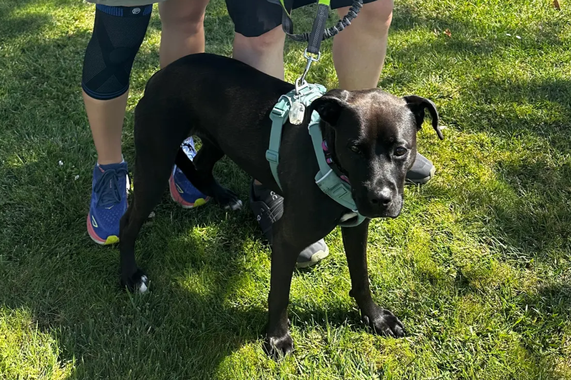 Black dog stands at owners feet