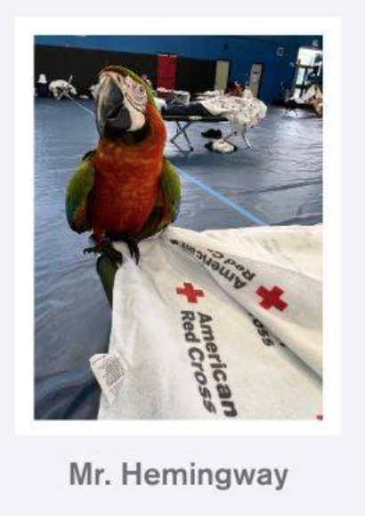 Parrot perched on Red Cross blanket in a shelter