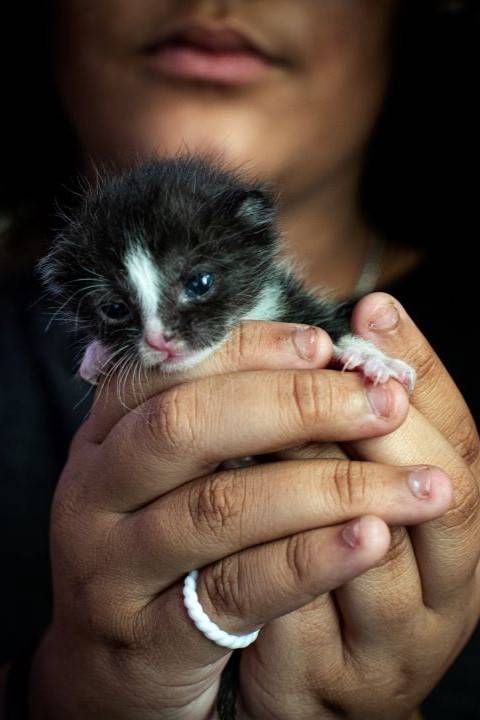 Small kitten held in womans hands