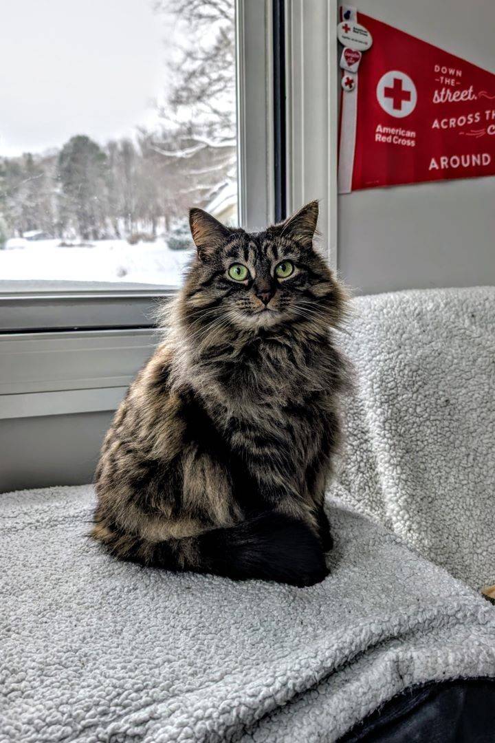Long hair cat sits on gray blanket in front of Red Cross sign 