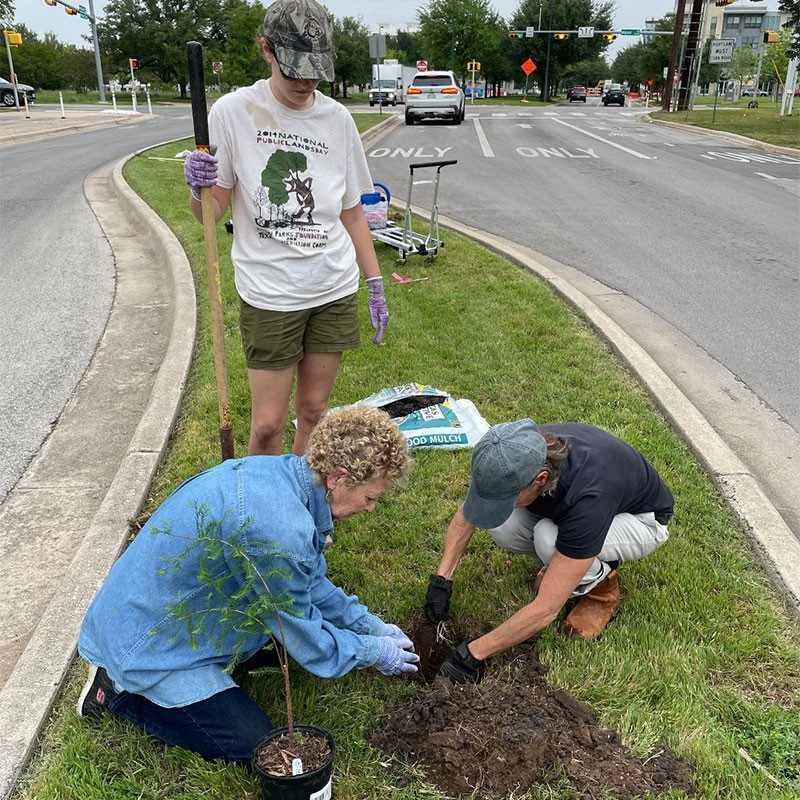 3 people planting a tree on median strip.