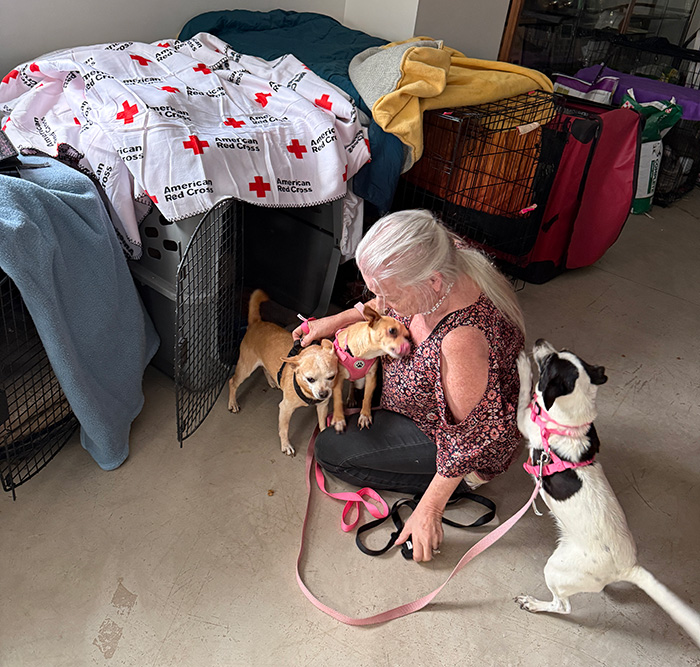 A woman kneeling down next to crates with three dogs; a Red Cross blanket is visible on top of the crates