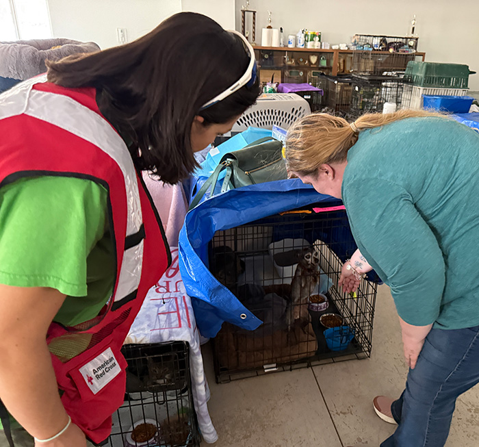 A Red Cross volunteer and woman look after a dog inside of a pet shelter