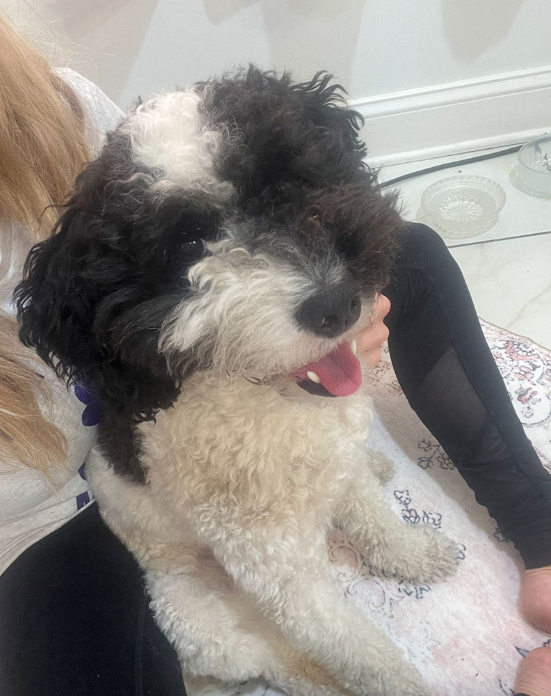 Bentley the dog.