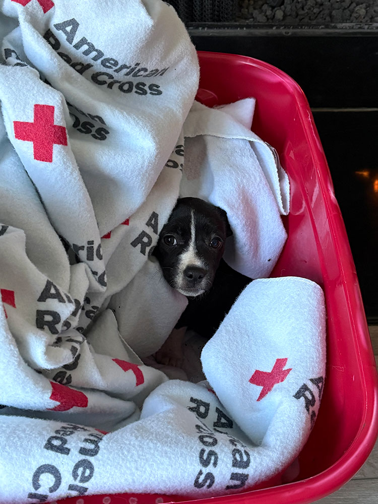 a puppy wrapped in a Red Cross blanket.