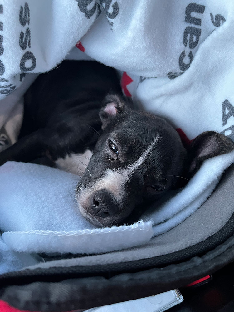 a tired puppy wrapped in a Red Cross blanket.
