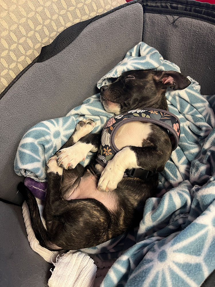 a tired puppy sleeping on a blanket.
