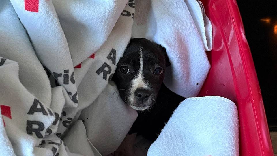 a puppy wrapped in a Red Cross blanket.
