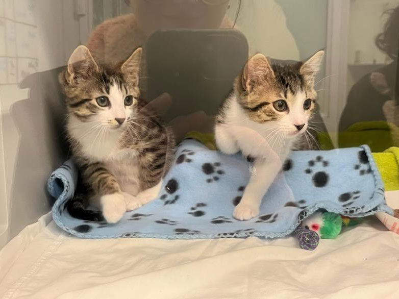 Fish and Chips lying on a blanket at the Manhattan Animal Care Center in East Harlem.