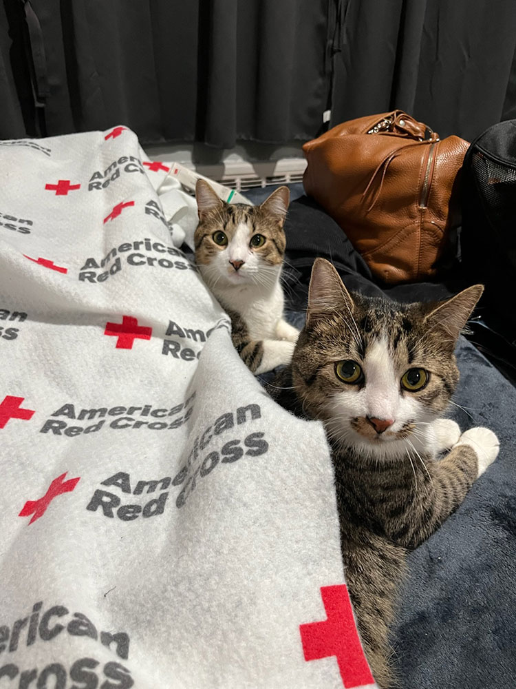 Fish and Chips rest under a Red Cross blanket.
