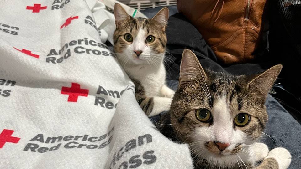 Fish and Chips rest under a Red Cross blanket.