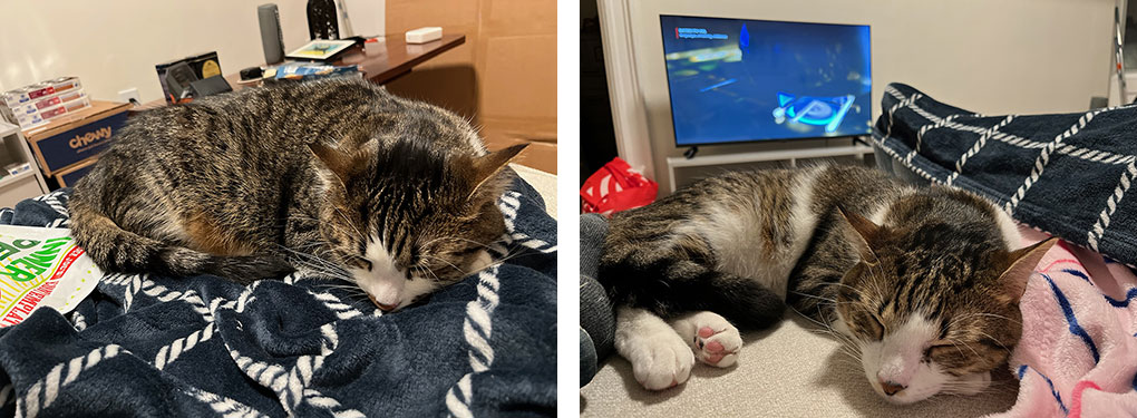Fish and Chips rest on blankets at their new home with Aidan and Emily, recovering together after being displaced from their East Harlem apartment by a fire in November 2025.