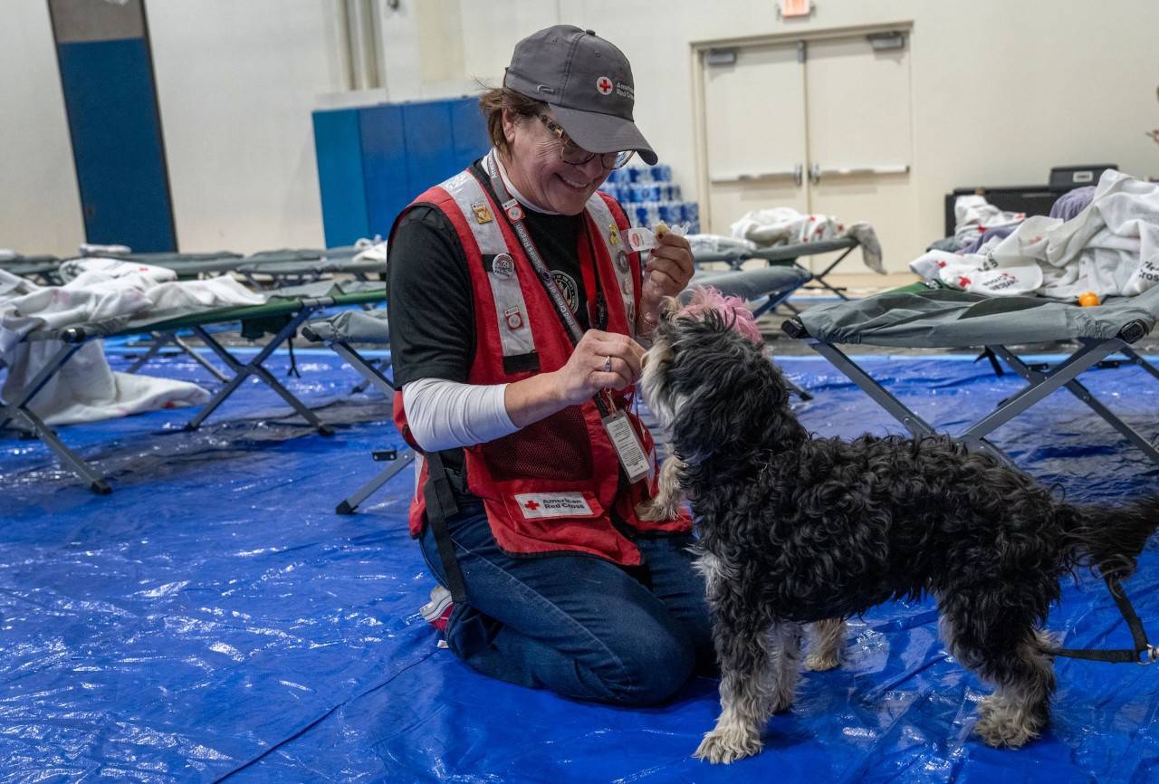 Person wearing a Red Cross vest kneels while playing with a dog in a Red Cross shelter