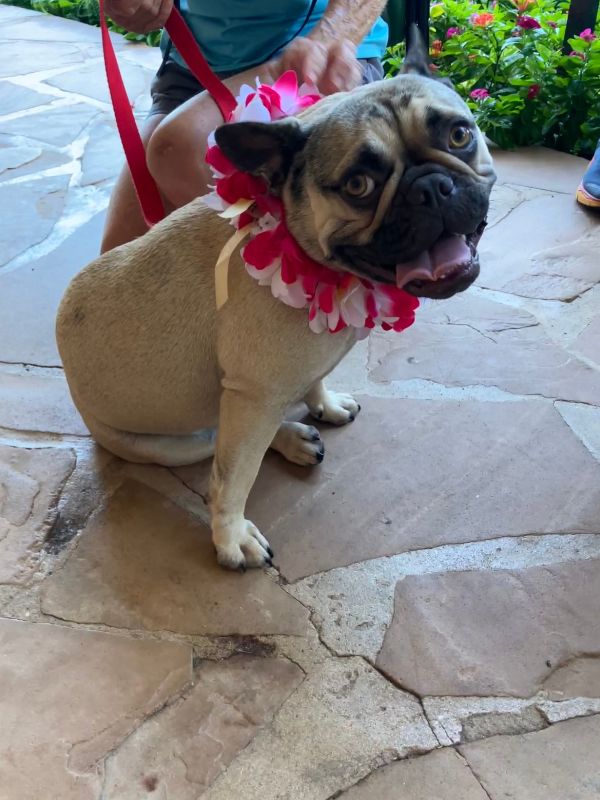 therapy dog