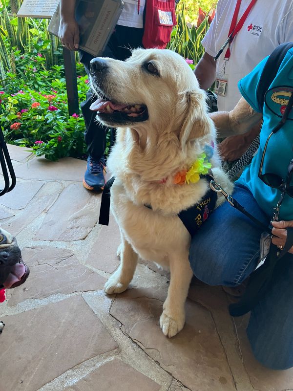 therapy dog