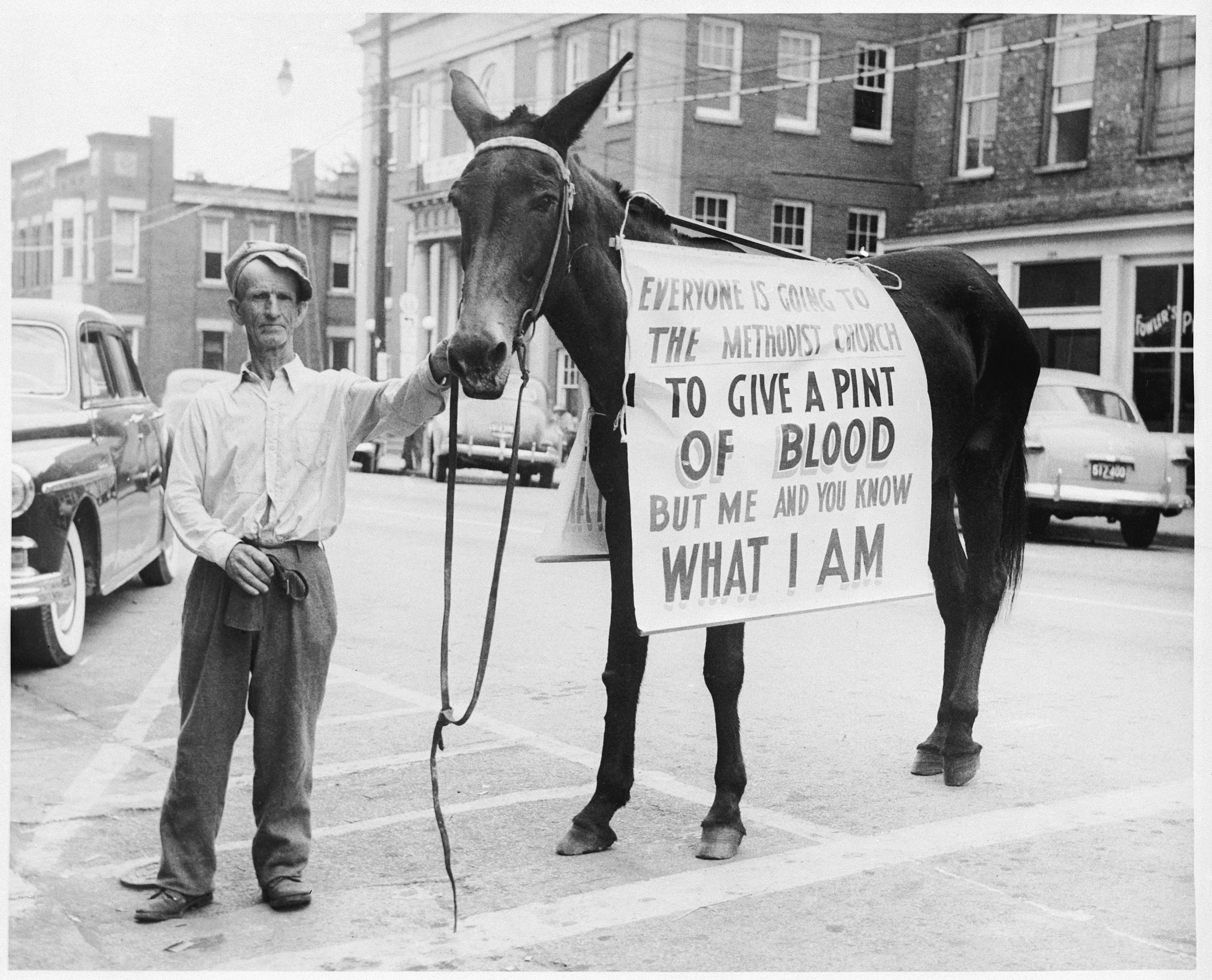 Lebanon, KY., December 16, 1950-- "Everyone is going to the methodist church to give a pint of blood but me, and you know what I am." And apparently his mule was right. Anyway, 100 persons contributed 100 pints of blood when the Red Cross Bloodmobile visited Lebanon, Ky. Jack Collier, chairman of the Marian County blood collection campaign, gives the mule full credit for its success as thirty "walk in" donors who appeared said they came to donate blood after seeing the mule paraded through the streets of Lebanon by G.B. Malone.Photo: American Red CrossNote: According to the 125th anniversary magazine this was during the early days of the Korean war. 