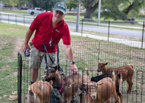 Red Cross volunteer reaching into pen to pet some goats.