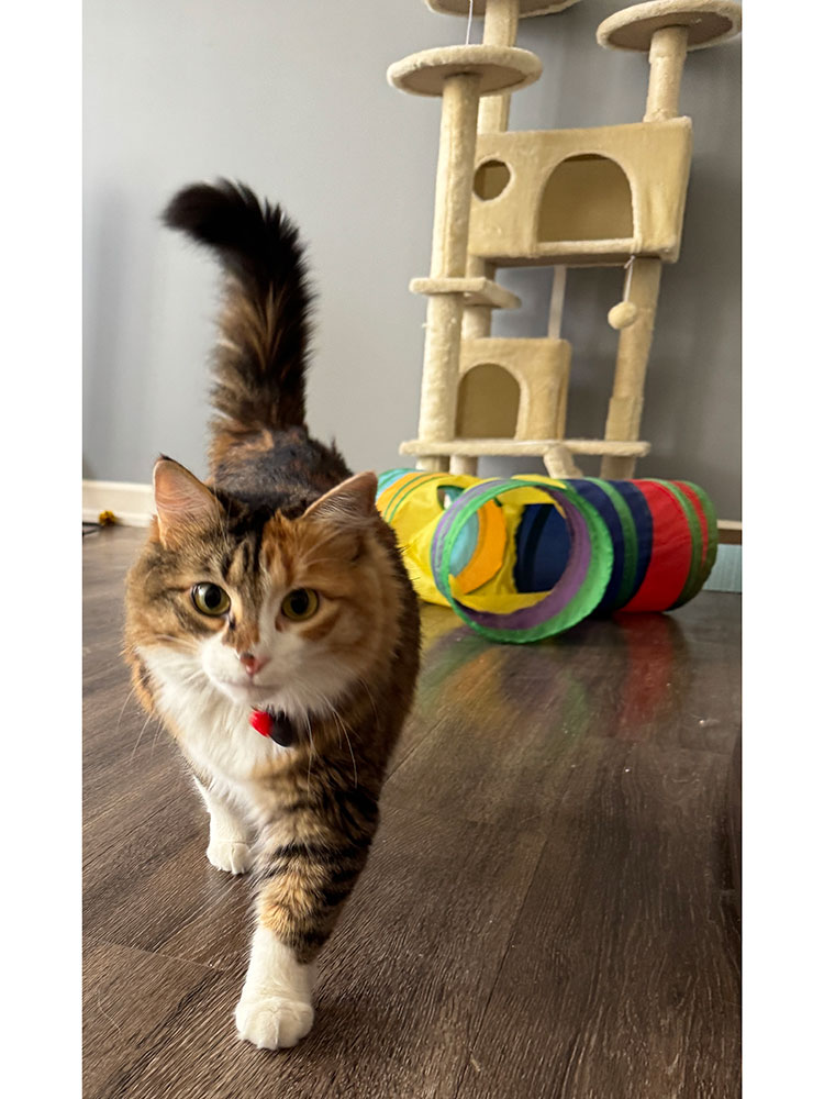 a cat with a cat tree and toys in the background.