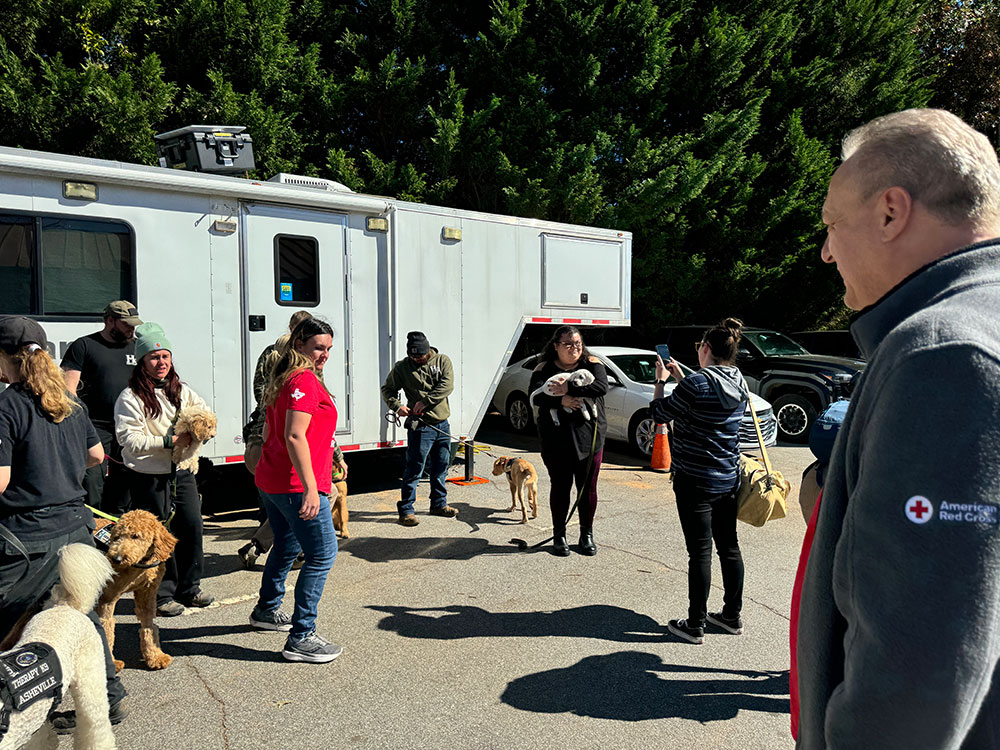 Highland Canine pups supporting staff and volunteers at Red Cross office.
