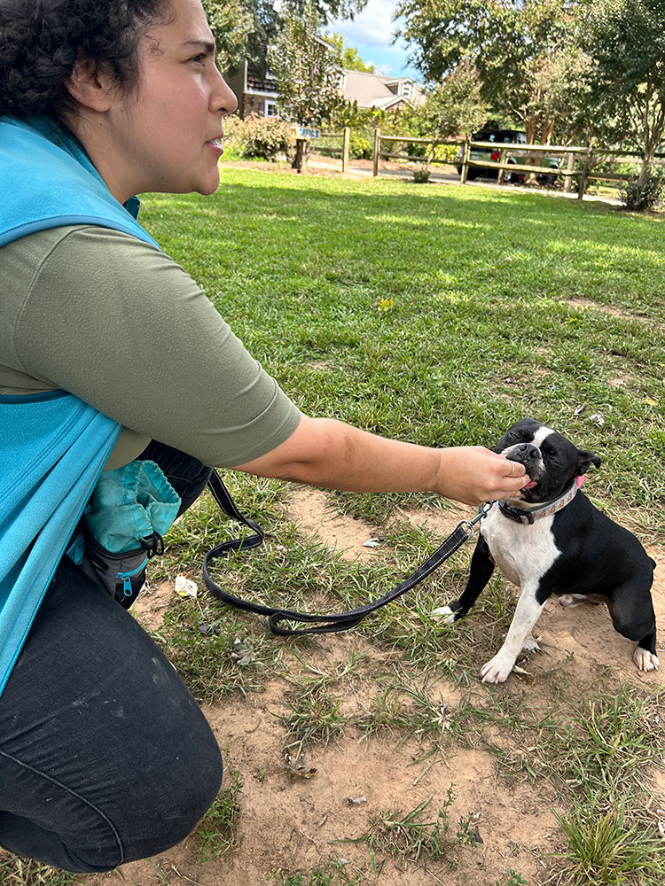 Highland Canine staff feeds a treat to a support pup on a grassy field.