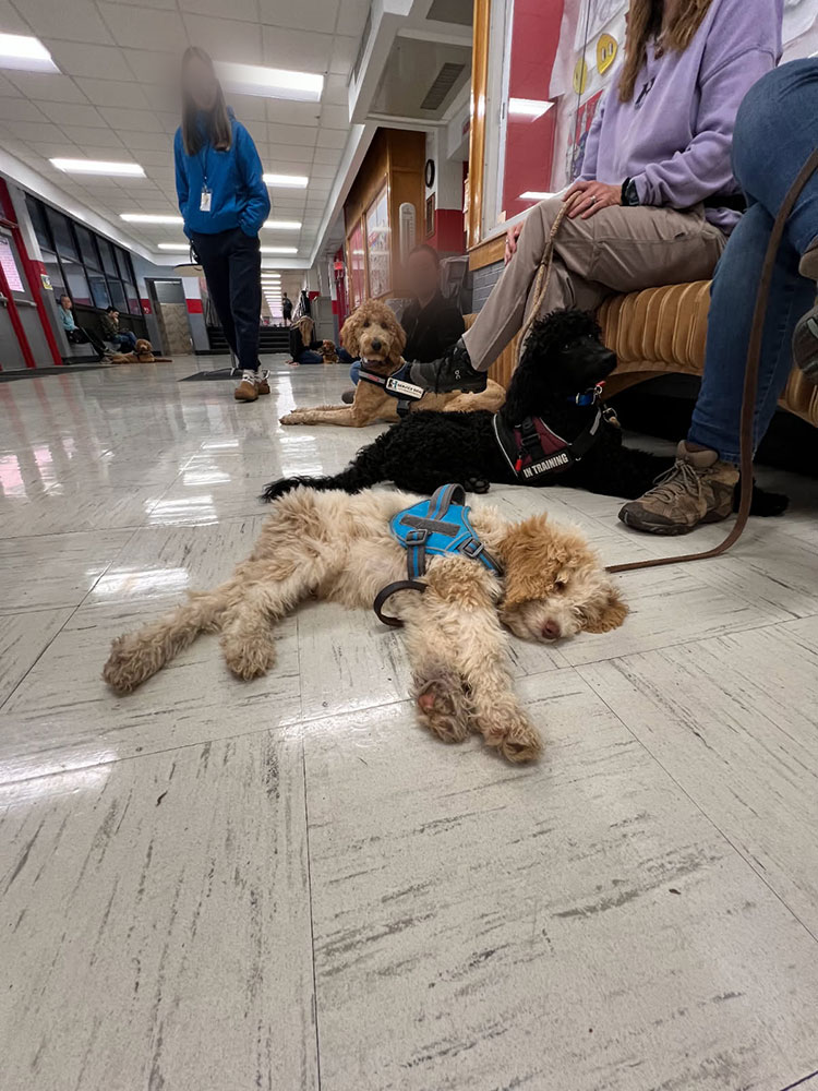 Highland Canine pup lying on floor at a local school.