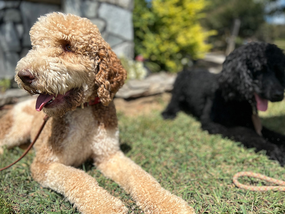 Two Highland Canine pups sitting on grass.