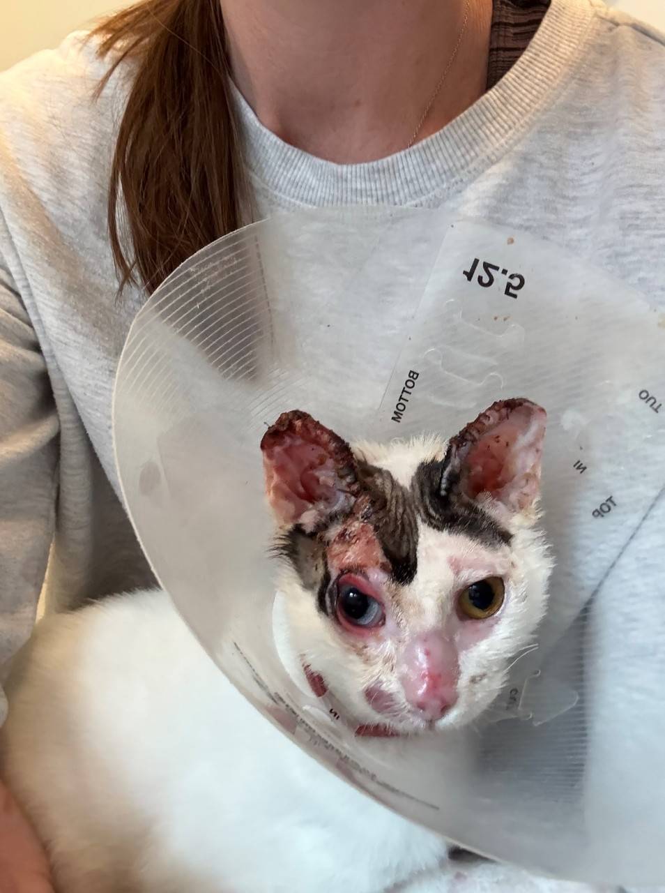 Jessica holding a cat.