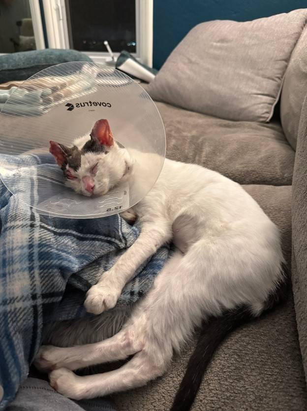 A cat sleeping in a blanket