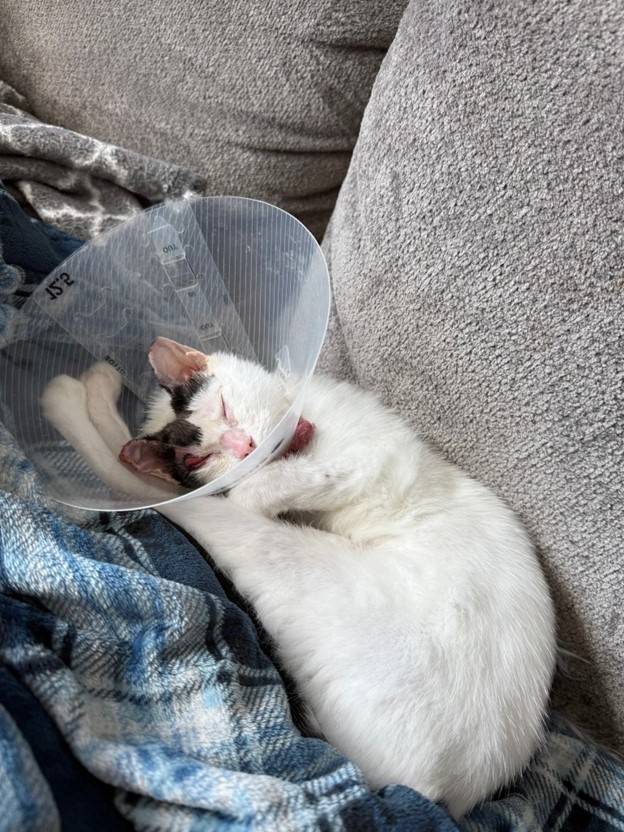 A cat sleeping in a blanket