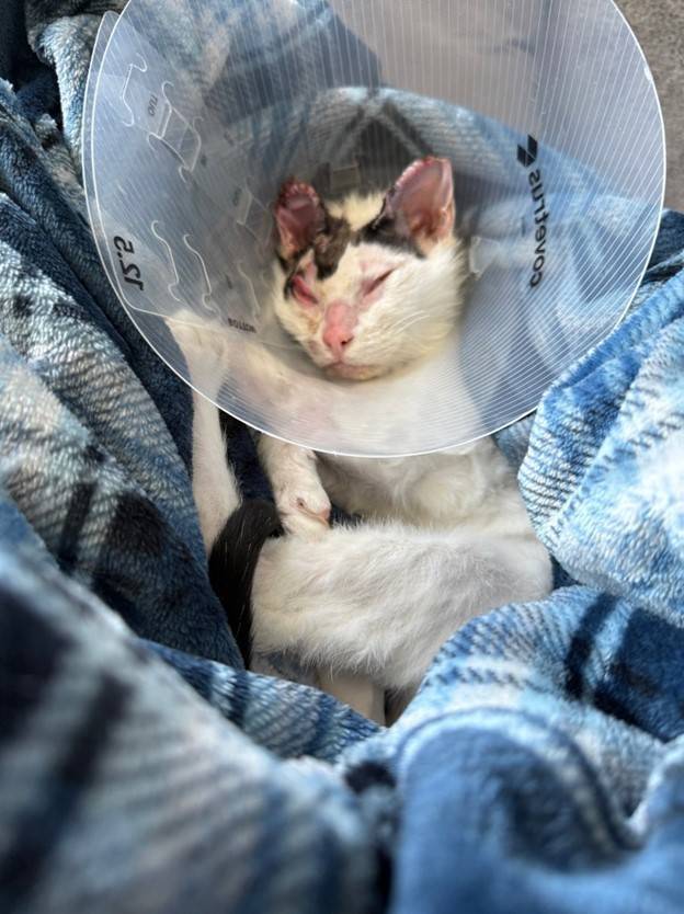 A cat sleeping in a blanket