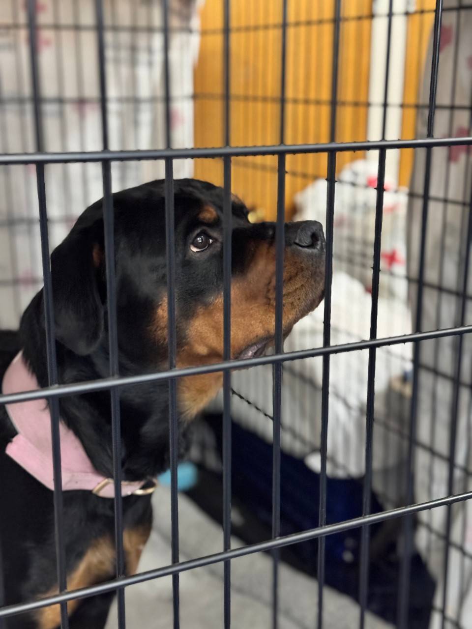Black dog at a Red Cross shelter