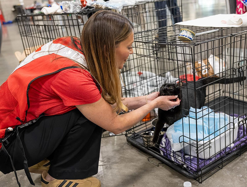 A Red Cross staff member petting a cat that's in a cage.
