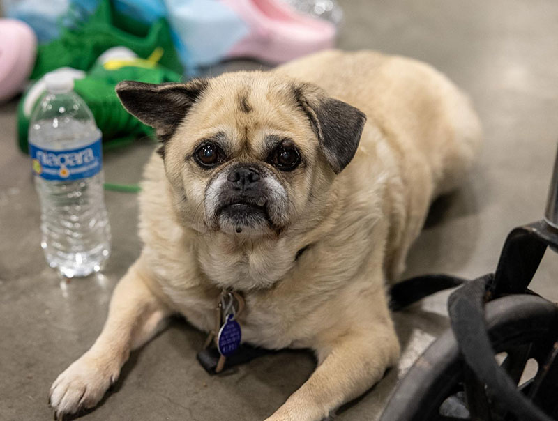 a small dog lying on the ground.