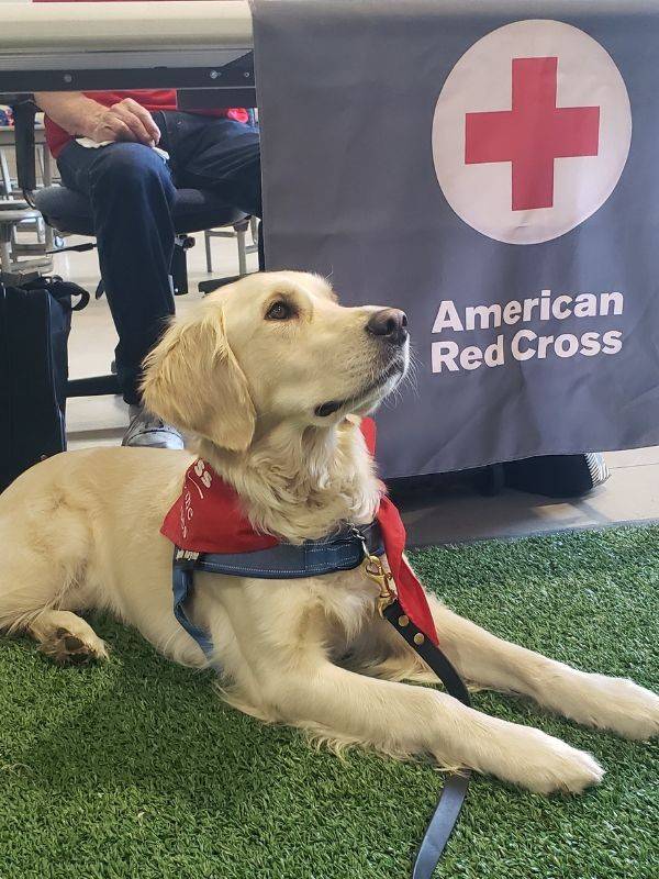 Local Therapy Dog Non-Profit Partners With Red Cross | News Article | Northwest Region