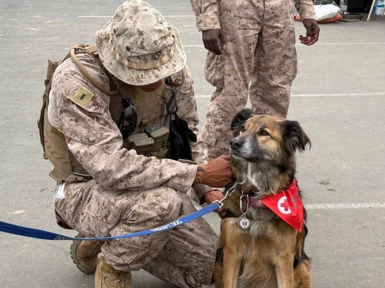 Military member petting K9 Harley