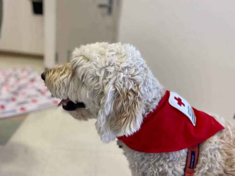 Buddy at the Fairview Fire shelter