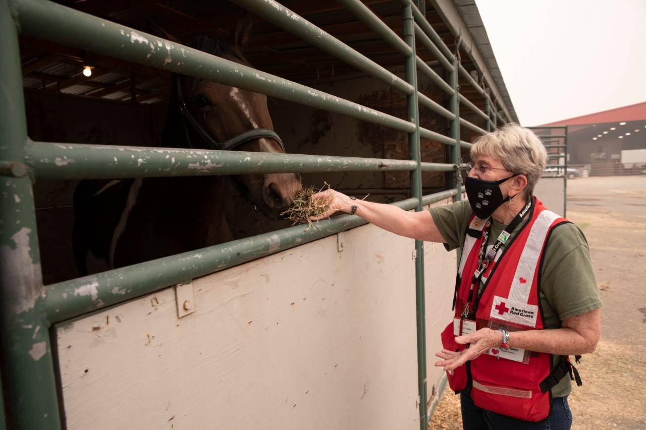 September 13, 2020. Central Point, Oregon.
Oregon wildfires have displaced people and animals. American Red Cross volunteer Gaenor Speed looks in on a horse that is currently being cared for at the Jackson County Expo and Fairgrounds, in Central Point, OR on Sunday, September 13, 2020. The Red Cross works with partners to provide care for animals and pets.
Photo by Scott Dalton/American Red Cross