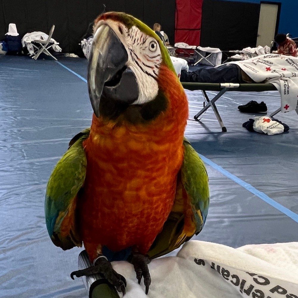 Bright parrot sitting on cot at Red Cross shelter