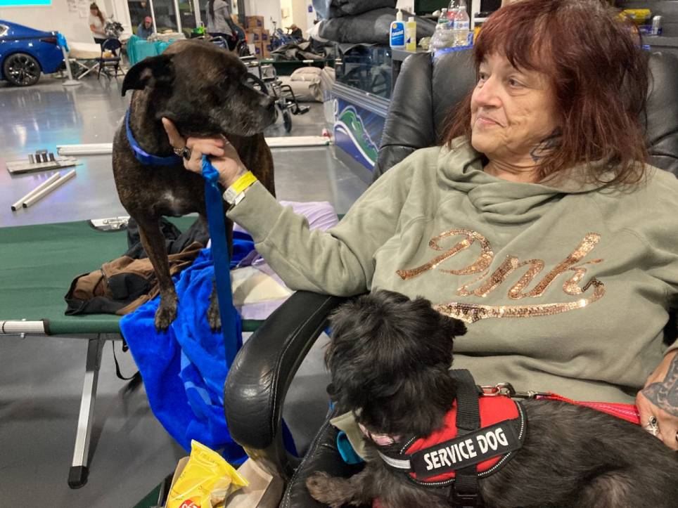 Pets Help Ease the Stress of Shelter Transitions