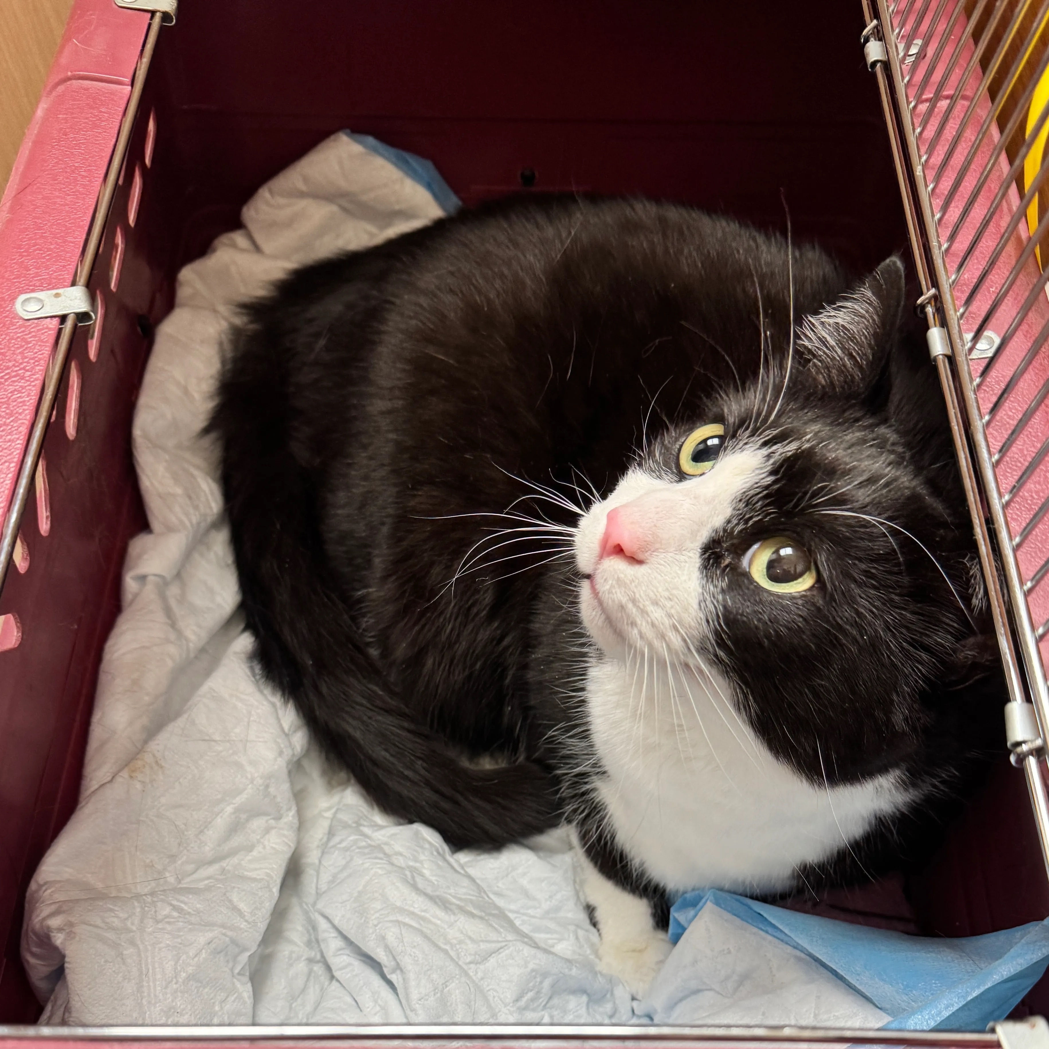 Close-up of Storm the cat sitting comfortably inside a open fabric cat carrier surrounded by soft bedding.