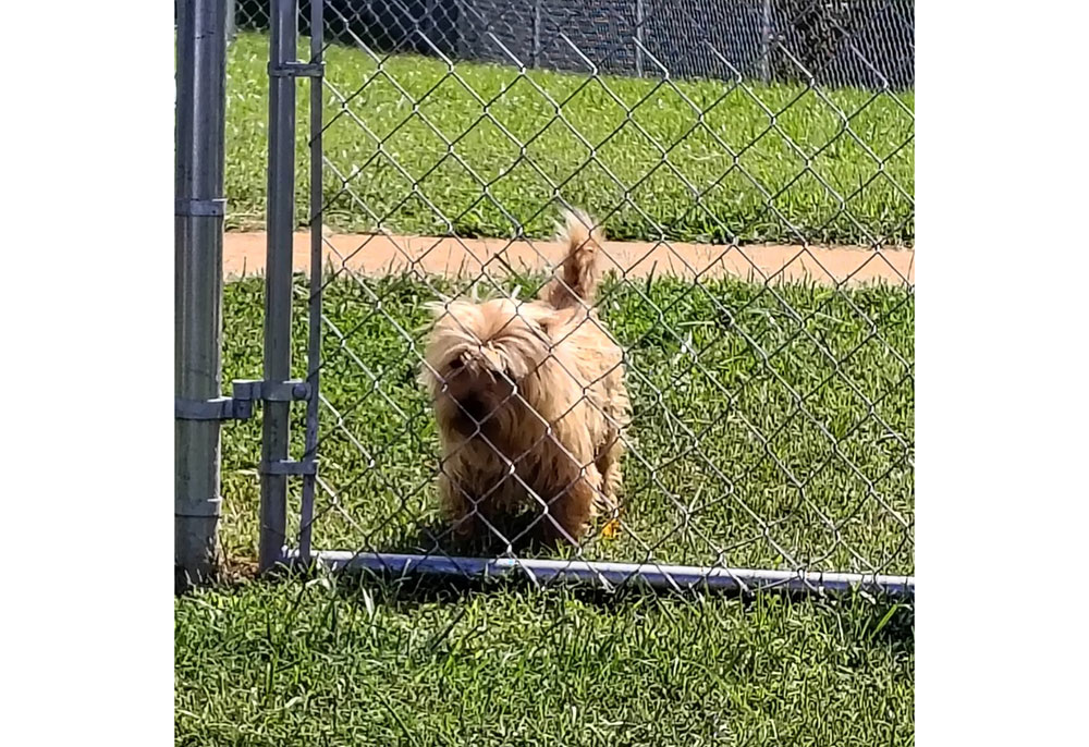 A small dog behind a gated yard.