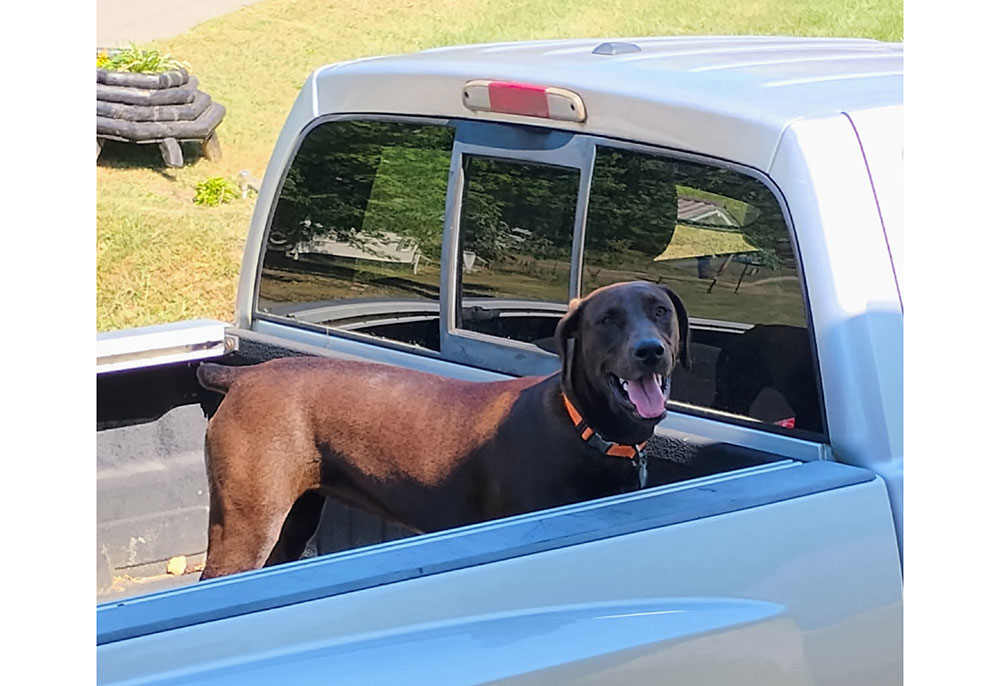 A dog in the back of a pickup truck on a sunny day.