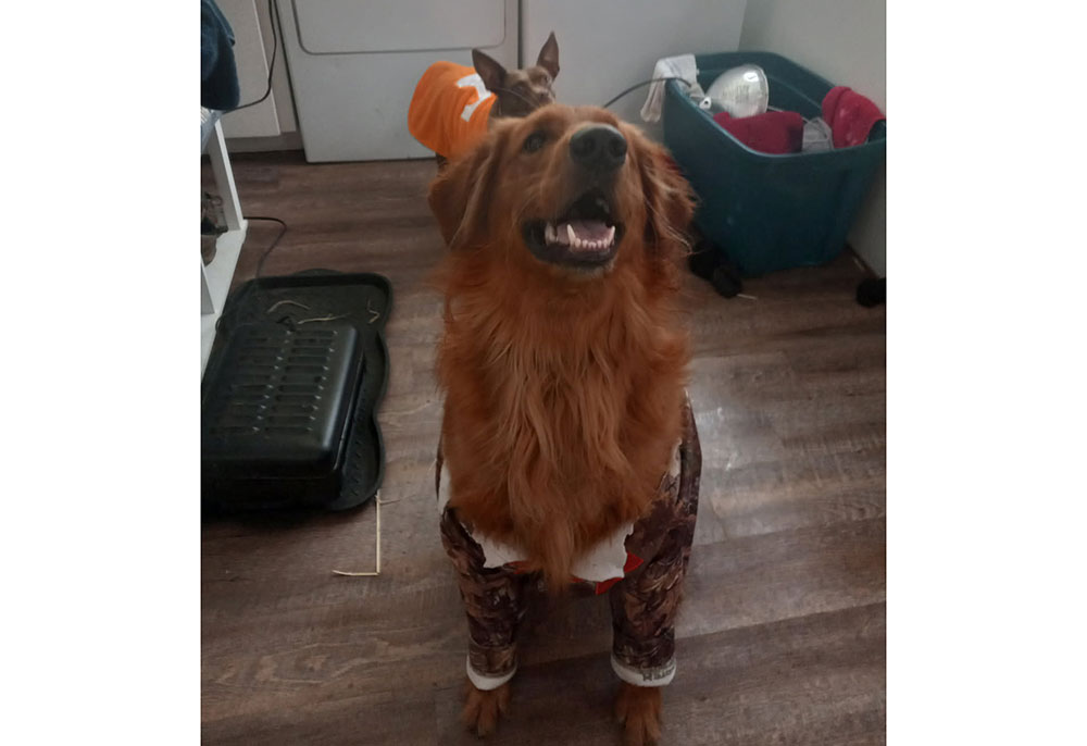Two dogs in a laundry room wearing dog shirts.