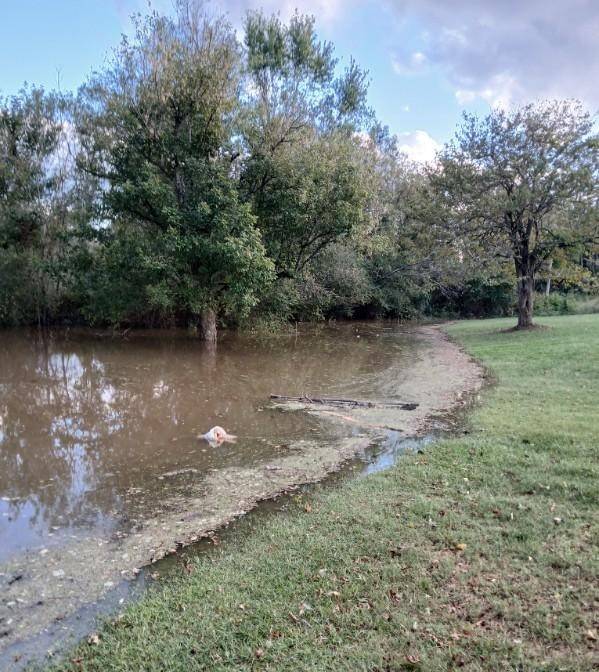 water rising in backyard