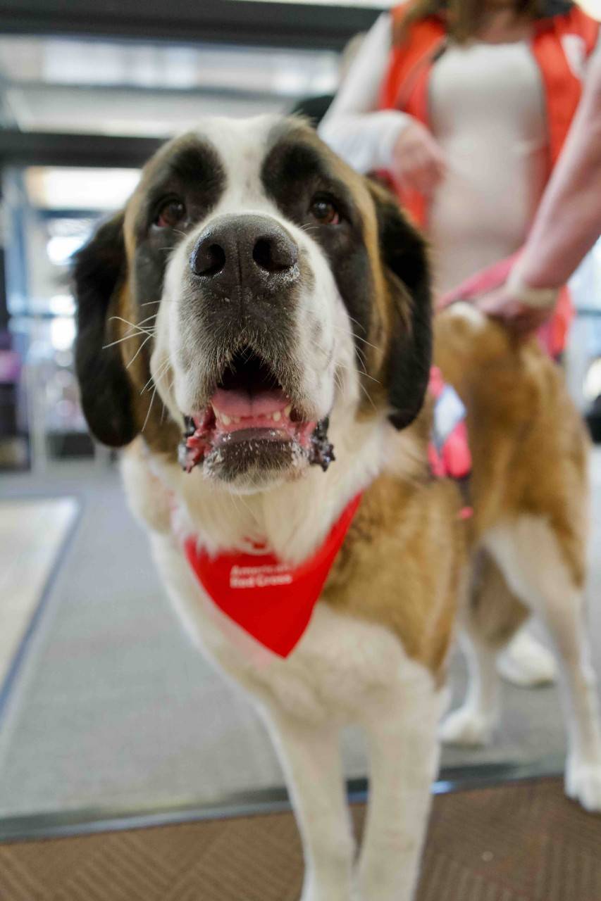 Therapy Dog Georgie