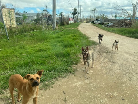 Damage from typhoon Mawar with stary dogs