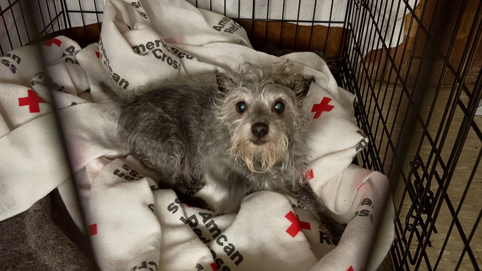 small dog lying on a Red Cross blanket in a shelter.