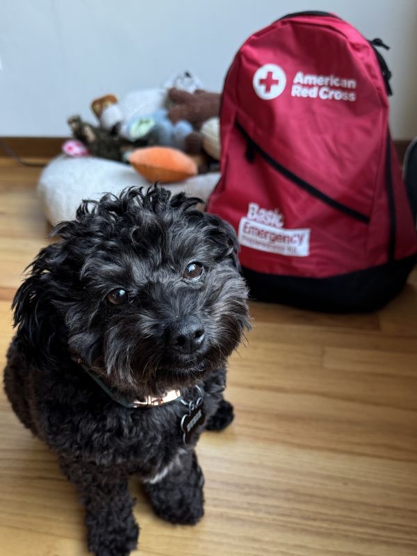 fluffy black dog, deuce, in front of red cross backpack.